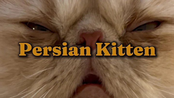 Video 11872991: persian kitten, kitten home, kitten first, kitten living