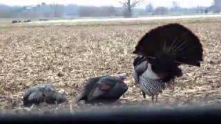 Tom vs DSD Jake decoy