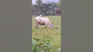 Sapi Lucu makan , Lembu Jinak, pedet super #sapi #lembu #cow #sapilucu #sapijumbo #sapimoo