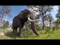 Jabu Dodo Heroes Star grazing | Living With Elephants Foundation |