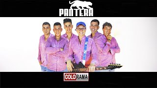 PANTERA - COMO TU (Pereyra- Castro - Gomez)