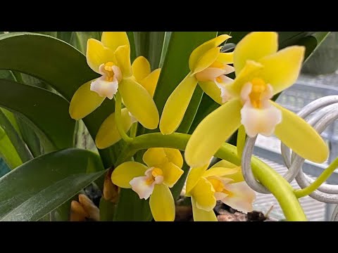 Video Buổi Chiều Lên Ngắm Tp Trí Huế Đẹp,qh,Trường... - youtube