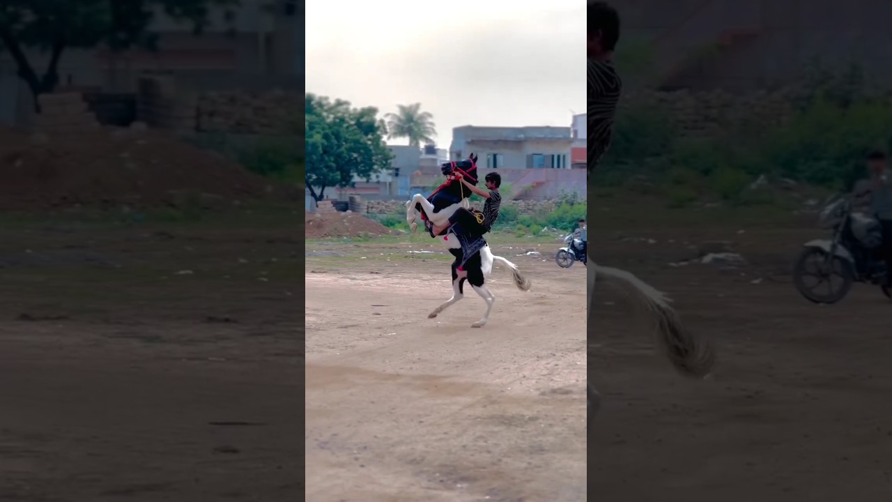 Viral horse dance 🥰#shorts #horse #ghodi #horselover #ghoda #horseriding #love