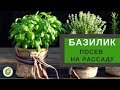 БАЗИЛИК - посев на рассаду//Как вырастить базилик из семян.