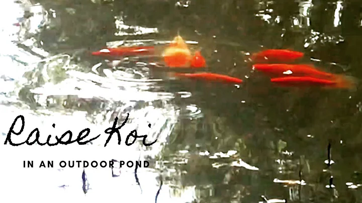 How We Raise Koi In Our Pond! - DayDayNews