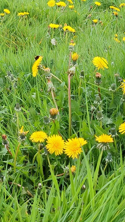 Bumble bee, the busy pollinator. #workaholic bee #dandelions #busybee