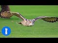 OWLS are the FUNNIEST &amp; CUTEST -  Compilation Video