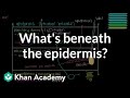 What lies beneath the epidermis? (Dermis and Hypodermis) | NCLEX-RN | Khan Academy