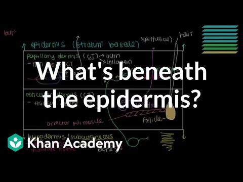 Видео: Какво означава епидермис?
