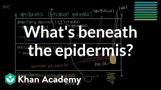 What lies beneath the epidermis? (Dermis and Hypodermis) | NCLEX-RN | Khan Academy