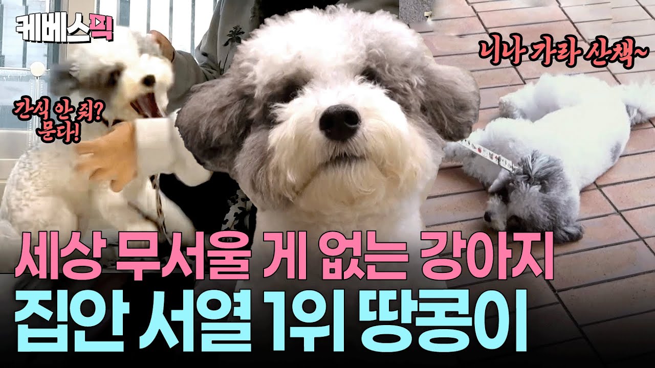 물거나 버티거나🥜주인과 서열이 뒤바뀐 강아지 땅콩이 #개는훌륭하다 ㅣ KBS 251113 방송