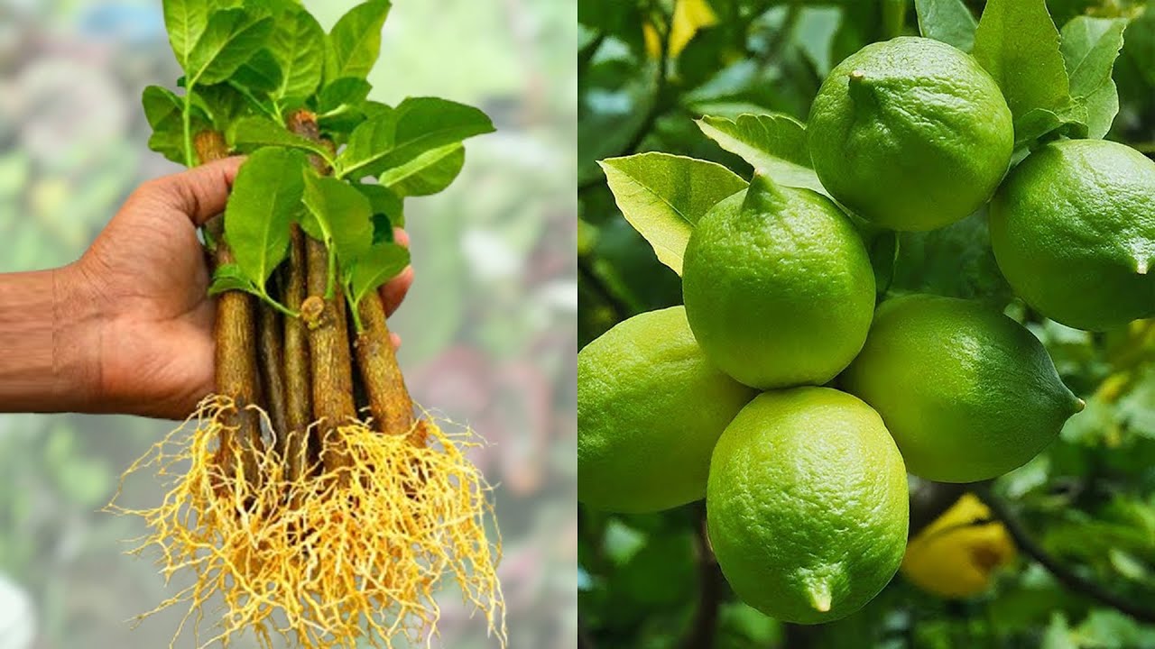 After 2 weeks! Lemon tree cuttings grow roots 600% faster than normal ...