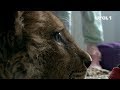 Предполагаемый мучитель львёнка Симбы задержан полицией