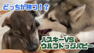 ガウガウ遊びするハスキーとウルフドッグ