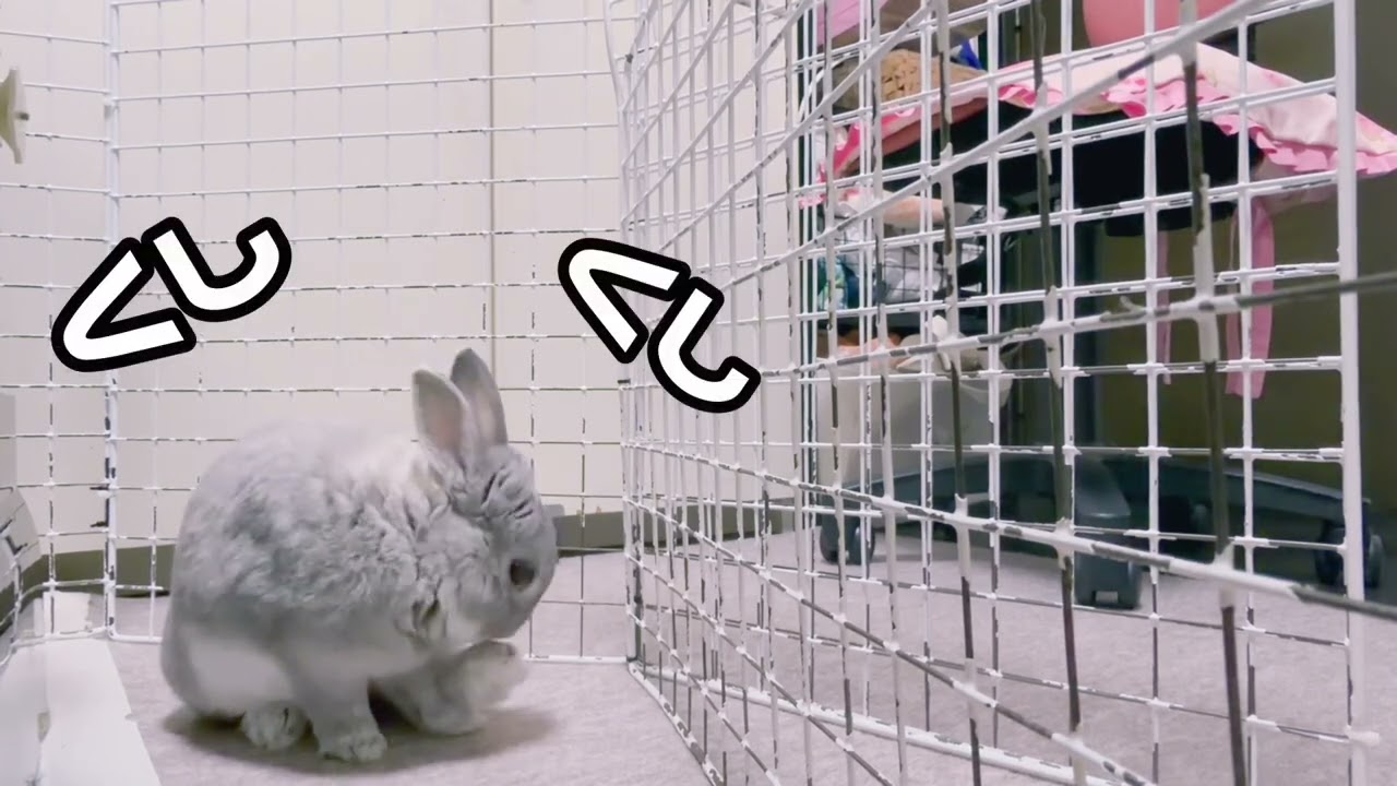 うさぎの走くんの日々 #53 ぱたんとなでなで - YouTube