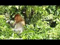 Proboscis monkey enjoying her meal