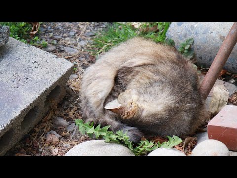 丸くなってお昼寝もふもふ野良猫　210615