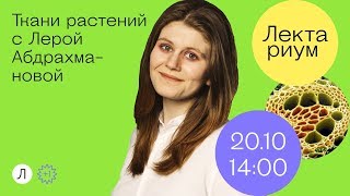 Биология - Ткани растений Биология - Ткани растений