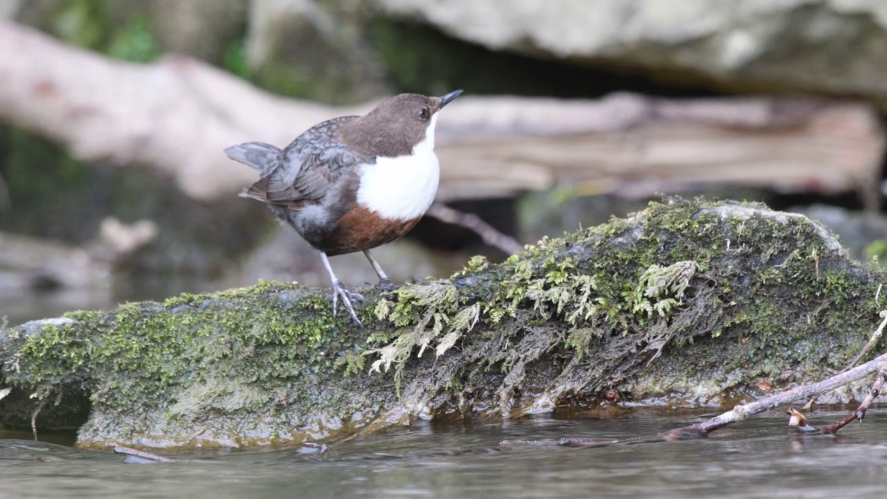 Dipper on the River Dove