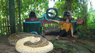 Timelapse 72 Hours No Escape: Father And Daughter Face Giant Python As Dogs Bark For Rescue!