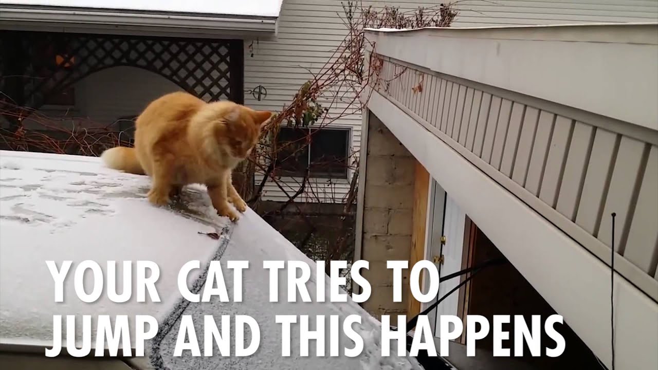 it s hot out funny images this is how you know it s too freaking cold outside youtube it s hot out funny images this is how you know it s too freaking cold outside youtube