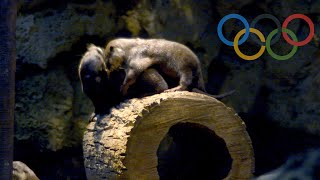 Olympic Wrestling with Asian Small-Clawed Otters
