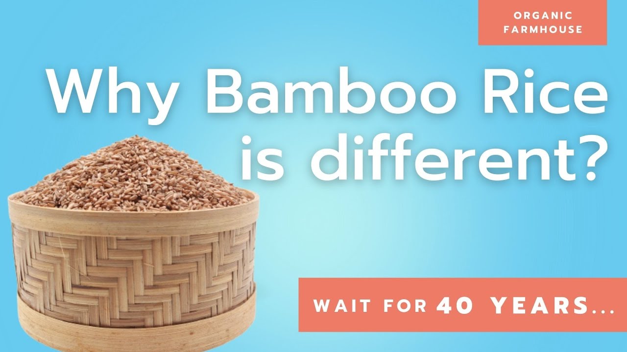 Why Bamboo Rice is different? YouTube