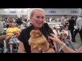 Немецкий карликовый (померанский) шпиц на World Dog Show 2016 в Москве