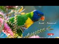 Sweet - Bensound ( No Copyright )