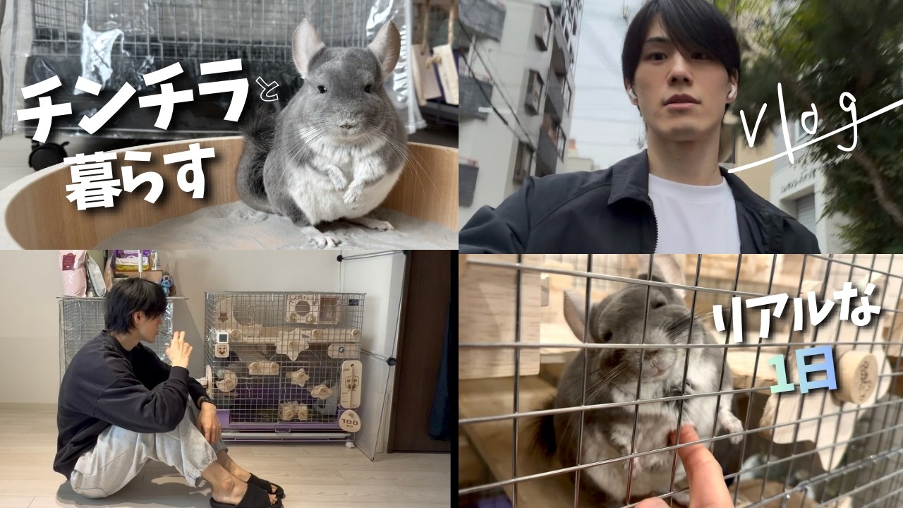 チンチラと暮らすリアルな一日