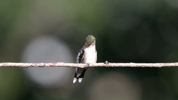 2023 Hummingbirds 4k from mp4 for comparison to slow motion in the last video.