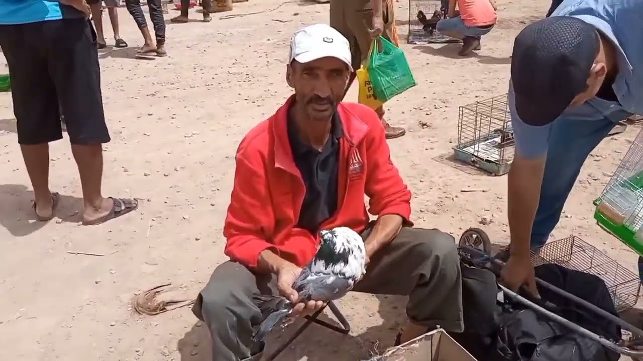 سوق القريعة الحمام الزاجل وزينة تعرف على اثمنة جميع انواع الحمام واليمام