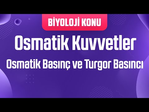 Video: Turgor basıncı biyolojisi nedir?