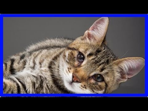 Video: The Third Eyelid In Cats: What It Is, Photo, Causes Of Inflammation (including When They Close Their Eyes), Treatment And Prevention