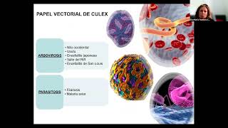 SOCEPA: De la importación al endemismo de enfermedades transmitidas por Culex spp. y Aedes spp.