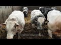 Rearing Belgian Blue Cattle @ De Serrano Farm