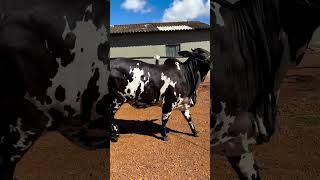 ⭕ Massive Bull NELORE PINTADO ✅ Biggest Bulls And Cow