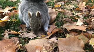 Super Chubby Cute Squirrel Can Jump