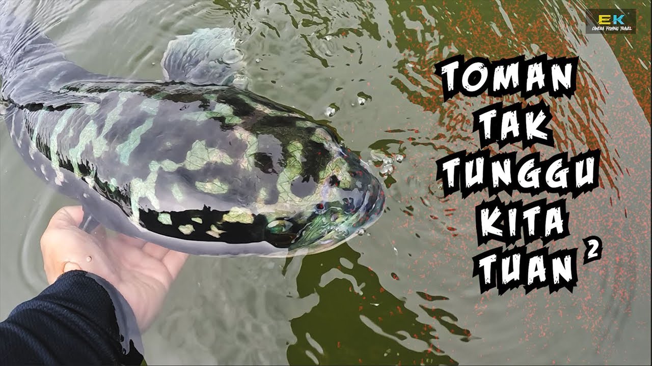Tasik Gubir - Toman tak tunggu kita tuan-tuan. Nami Green Arowana?? - SNKHD Mayeep