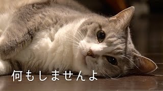 何も起こらない夜、何もしない猫 | #モアクリ Vlog015