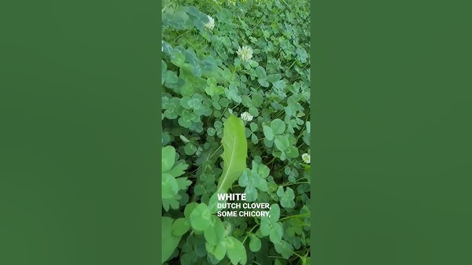 Shade Tolerant Clover for Deer: Boost Your Food Plot Success