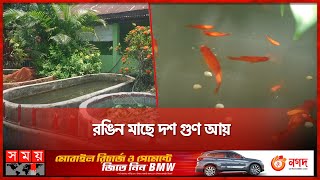 কুয়ায় জন্ম নিচ্ছে গোল্ডফিশ | Gold Fish | Sunamganj | Somoy TV