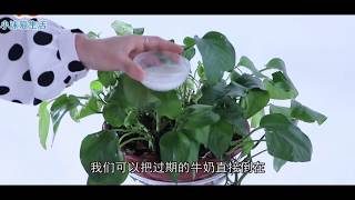 過期牛奶,一滴都別浪費!太“值錢”了,可惜清楚的人不多,厲害