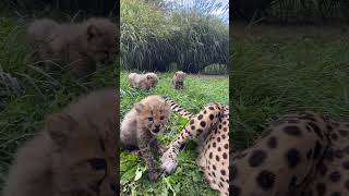 Cheetah Babies 🐆♥️😍