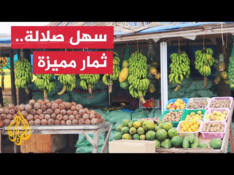سلطنة عُمان.. سهل صلالة يجذب السياح لتميزه بزراعة الفاكهة الاستوائية