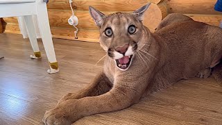 What a smart puma! Messi the cougar understands our gestures! Unique cat and his toilet routine