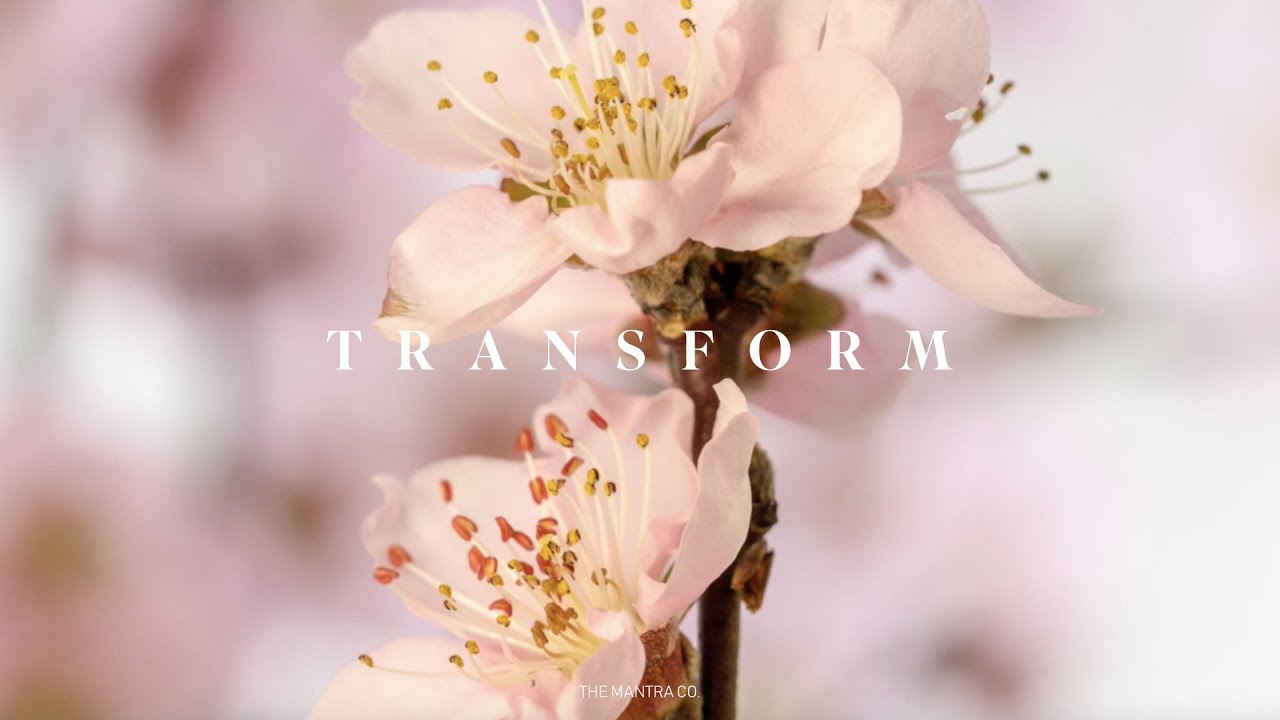 Assista a MANTRA SOUNDS: Transform - Meditation Music for Manifestation no YouTube Assista a MANTRA SOUNDS: Transform - Meditation Music for Manifestation no YouTube