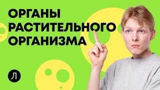 Органы растительного организма