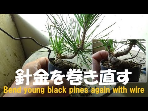 Bonsai Workshop Haruka #387 [Bending black pine material] To