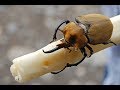 БЛОГ #6 - Домашние жуки Coleoptera (Жук-слон)